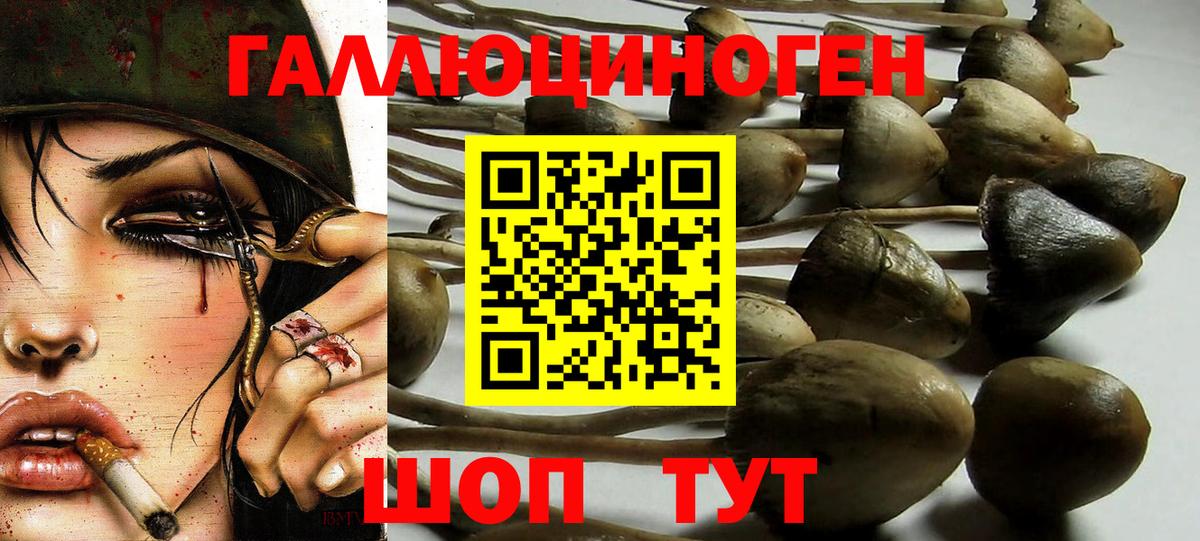 Карачаевск  Псилоцибиновые грибы MAGIC MUSHROOMS  Вход с VPN 